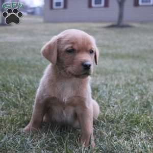 Koda, Fox Red Labrador Retriever Puppy